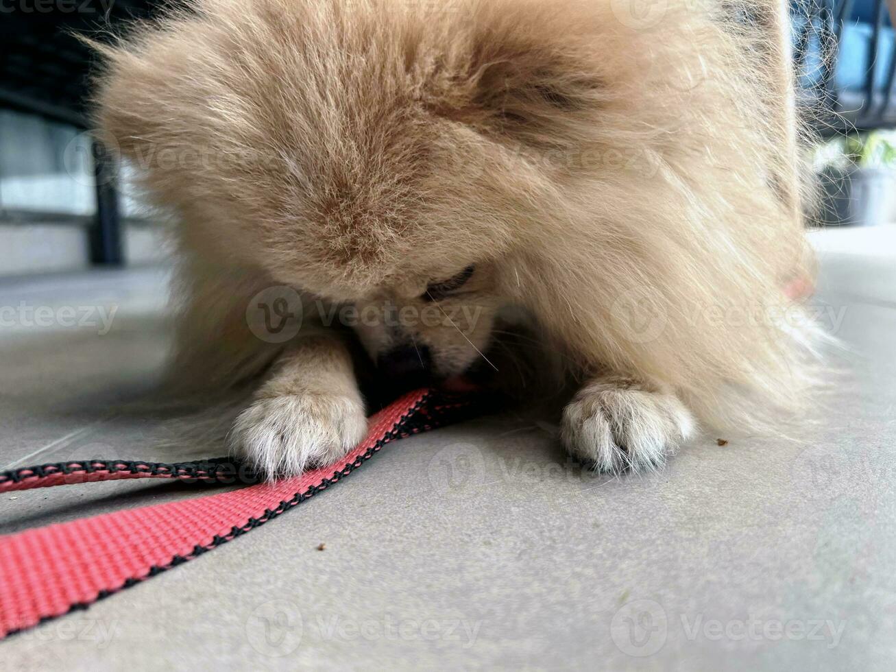 pequeño perro quiere a caminar. interior retrato de rojo pomeranio perro de Pomerania mentiras en embaldosado piso. perro sostiene su Correa en su dientes. perro quiere a Vamos para caminar. caminando con mascota. decorativo perro melocotón color. foto