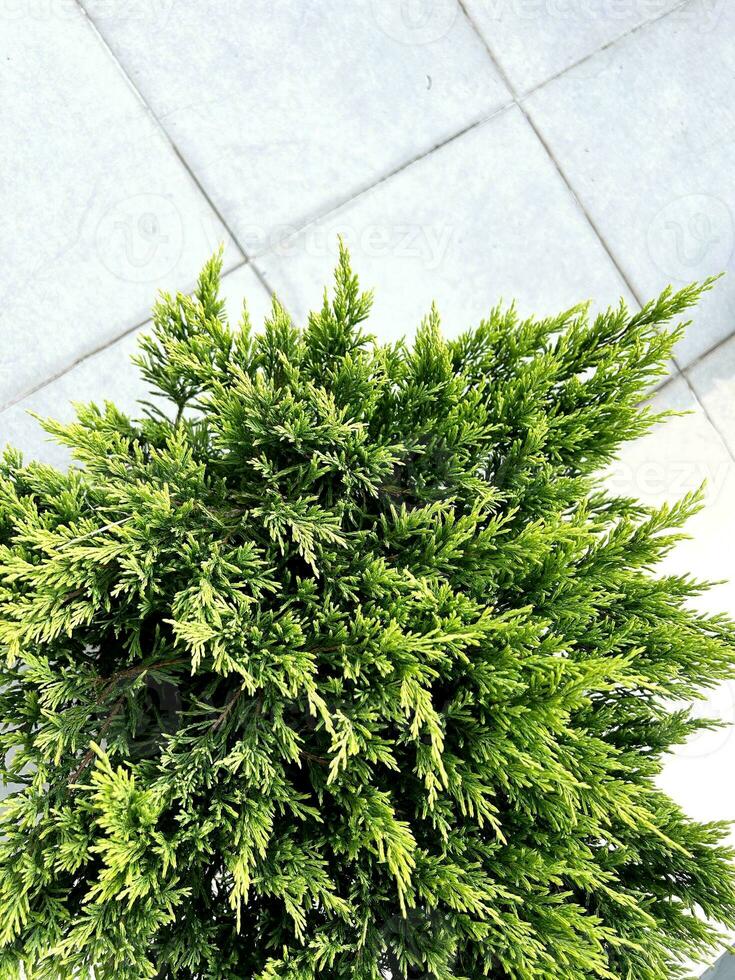 Decorative tuya. Small green tuya, top view against street road litter. Tiles on ground. Vertical composition. Background with gray stone texture. Nature background. coniferous plant of Cupressaceae photo