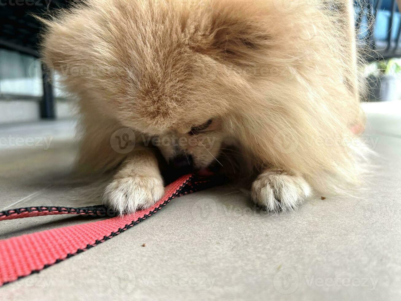 Indoor portrait of Red Pomeranian Spitz lies on tiled floor. Dog holds his leash in his teeth. Little dog going to walk. Dog wants to go for walk. Walking with pet. Decorative dog peach color. photo