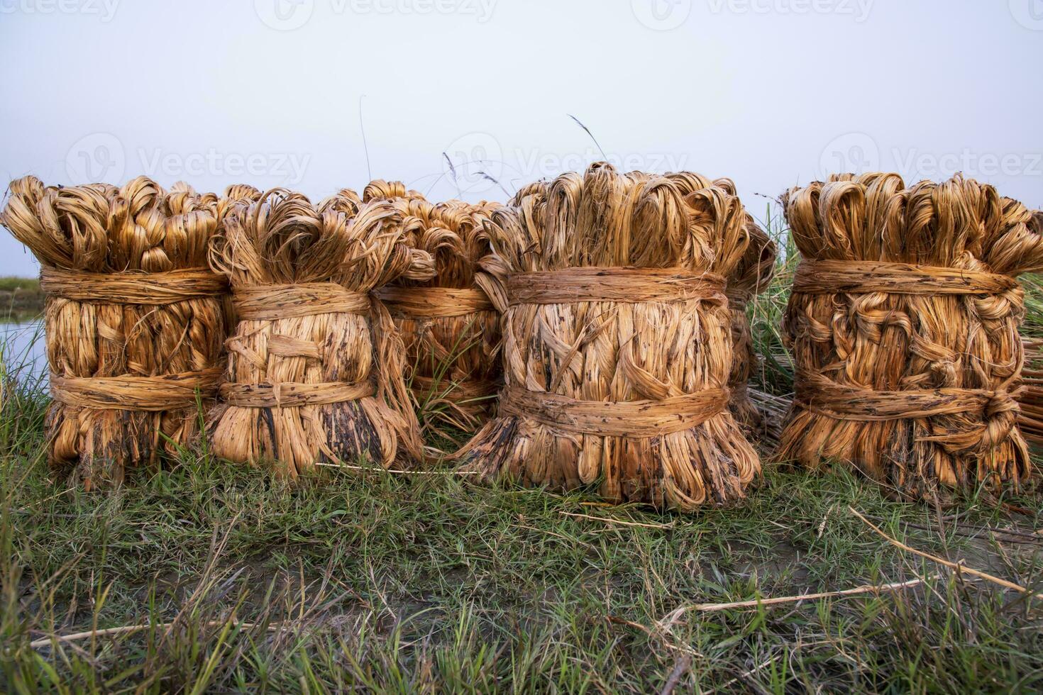 Some thick golden bundle of raw jute is on the field. This is the Called Golden Fiber in Bangladesh photo