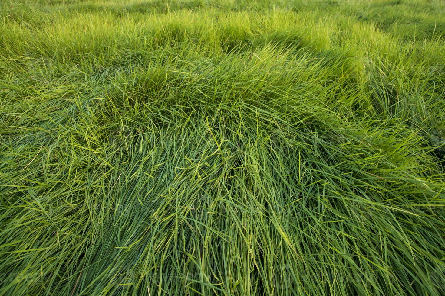 Long Green grass abstract pattern texture can be used as a natural background wallpaper photo