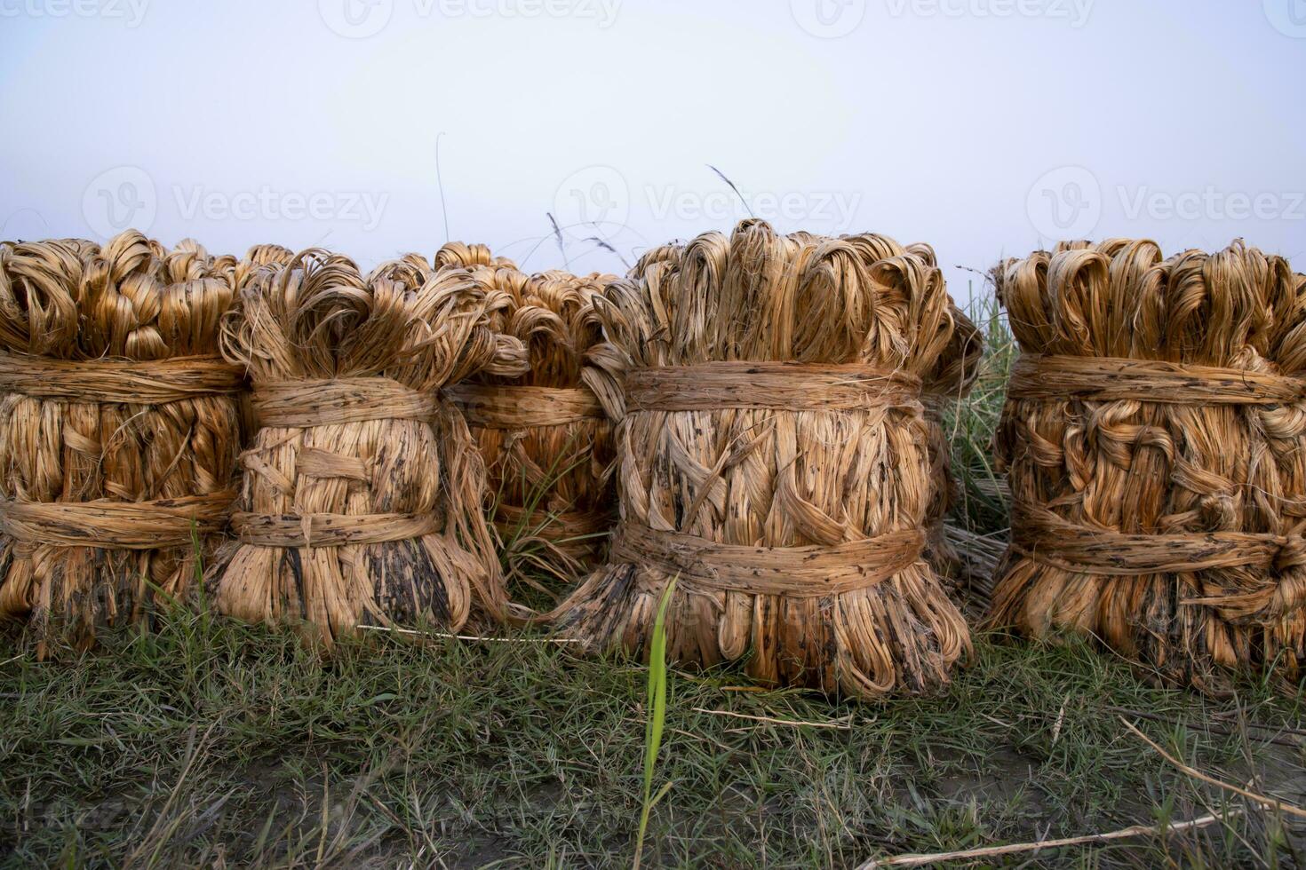 Some thick golden bundle of raw jute is on the field. This is the Called Golden Fiber in Bangladesh photo