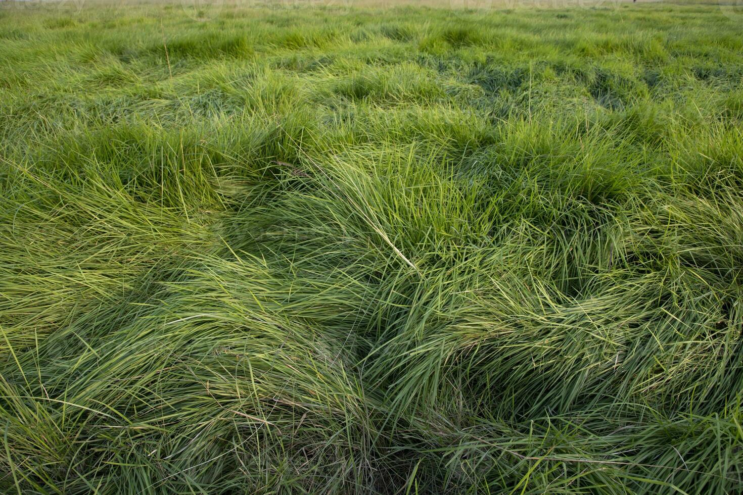 Long Green grass abstract pattern texture can be used as a natural background wallpaper photo