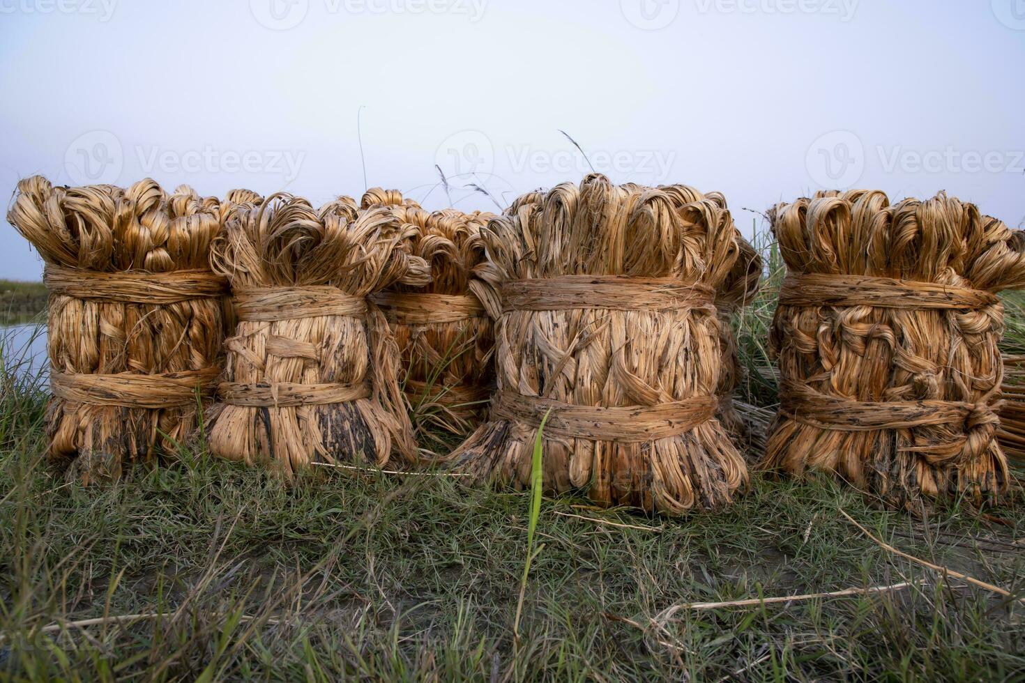 Some thick golden bundle of raw jute is on the field. This is the Called Golden Fiber in Bangladesh photo