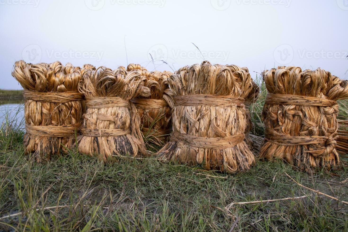 Some thick golden bundle of raw jute is on the field. This is the Called Golden Fiber in Bangladesh photo
