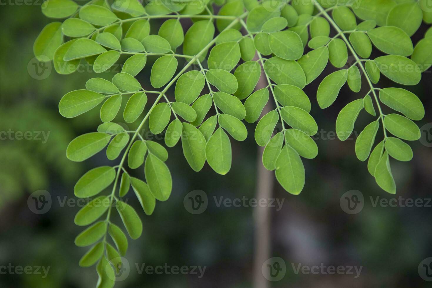 Drumstick tree, Herbal Green Moringa leaves tree background photo