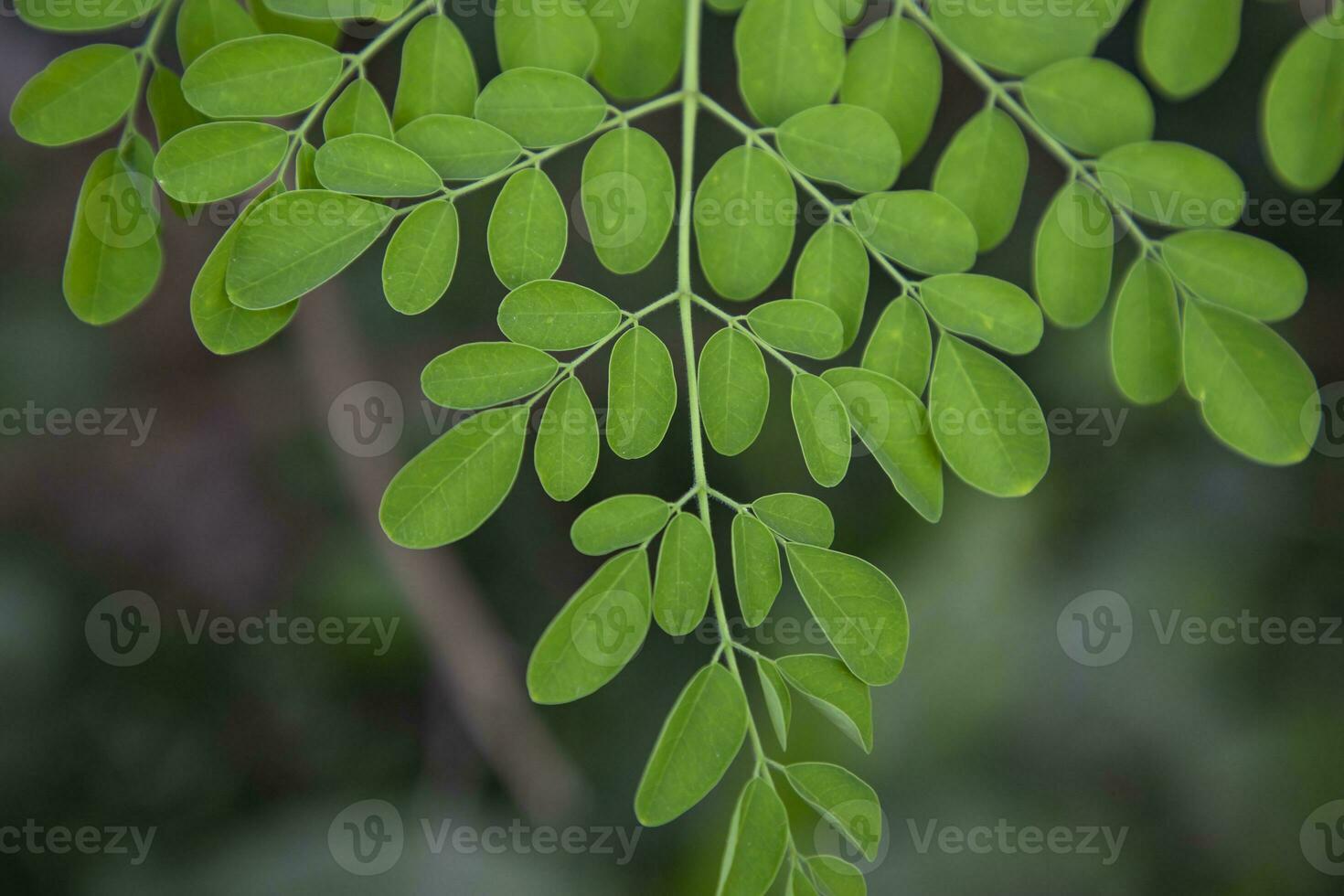 Drumstick tree, Herbal Green Moringa leaves tree background photo
