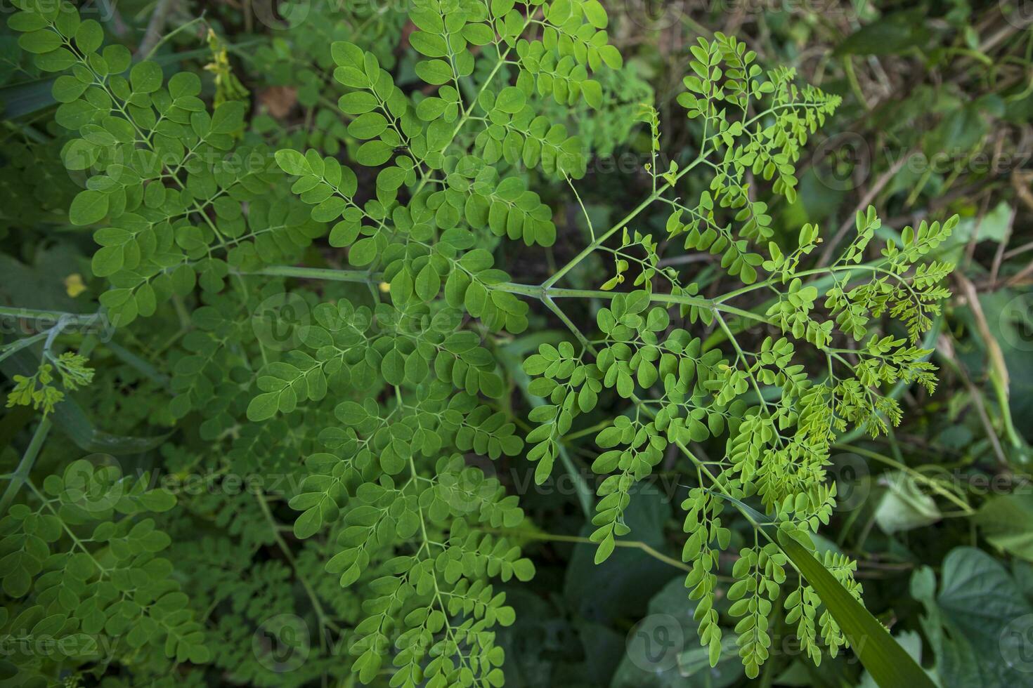 Drumstick tree, Herbal Green Moringa leaves tree background photo