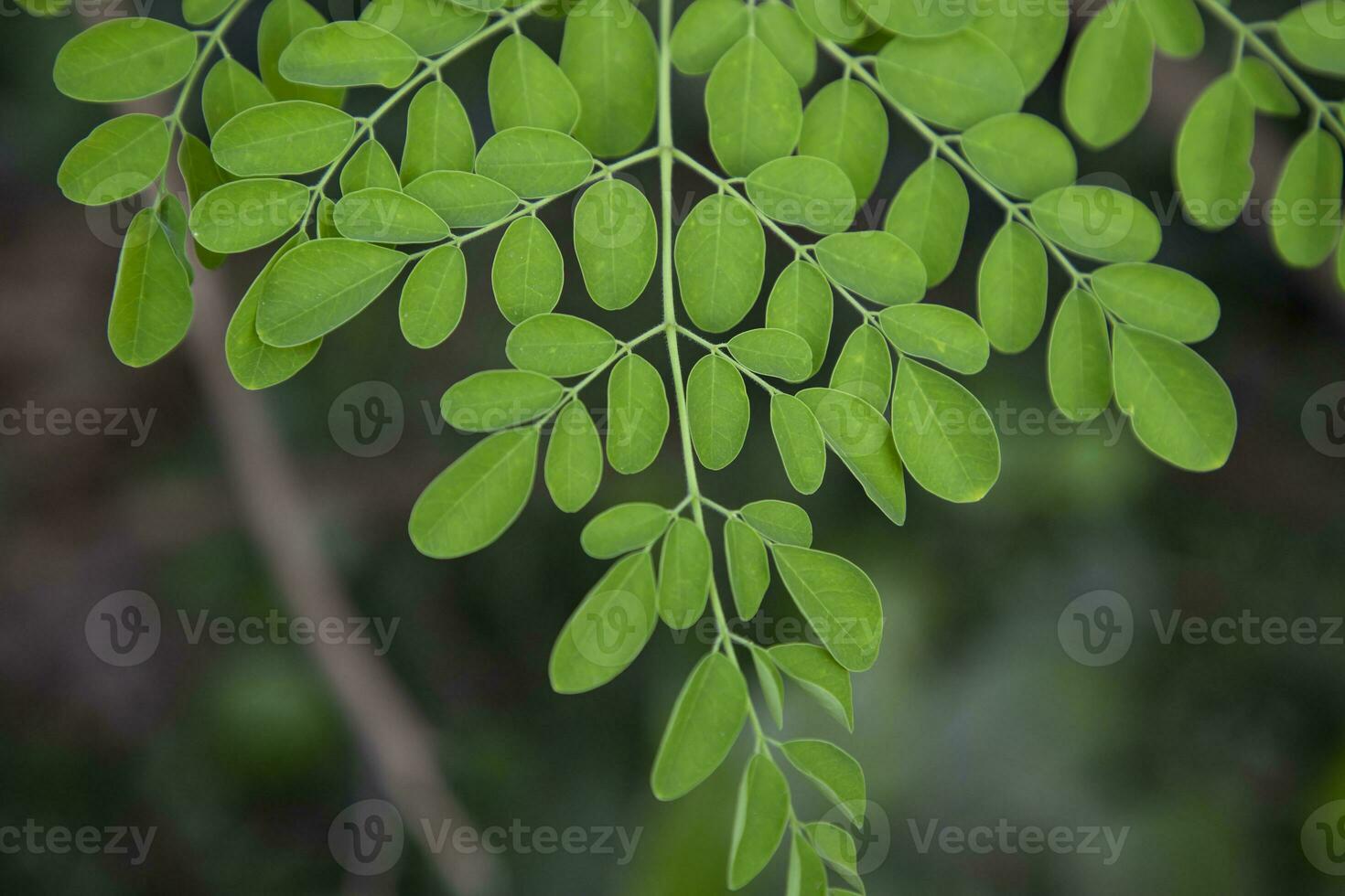 Drumstick tree, Herbal Green Moringa leaves tree background photo