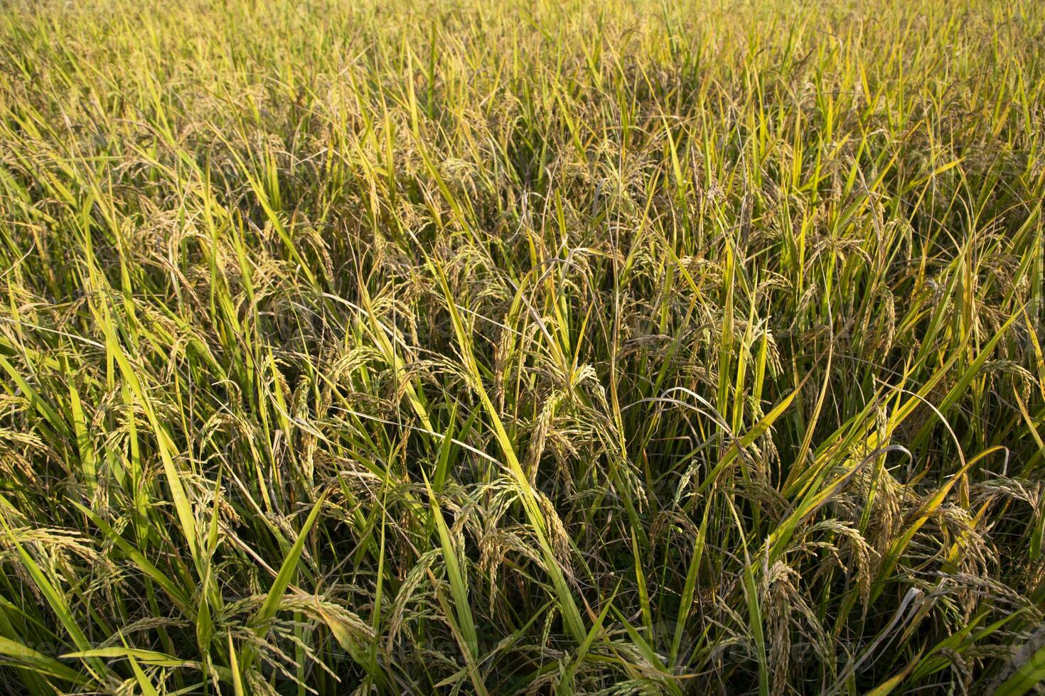 Top view grain rice field agriculture landscape 33953937 Stock Photo at
