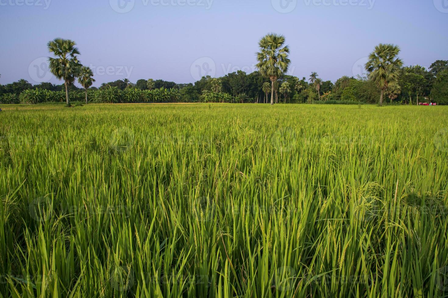 agricultura paisaje ver de el grano arroz campo en el campo de Bangladesh foto