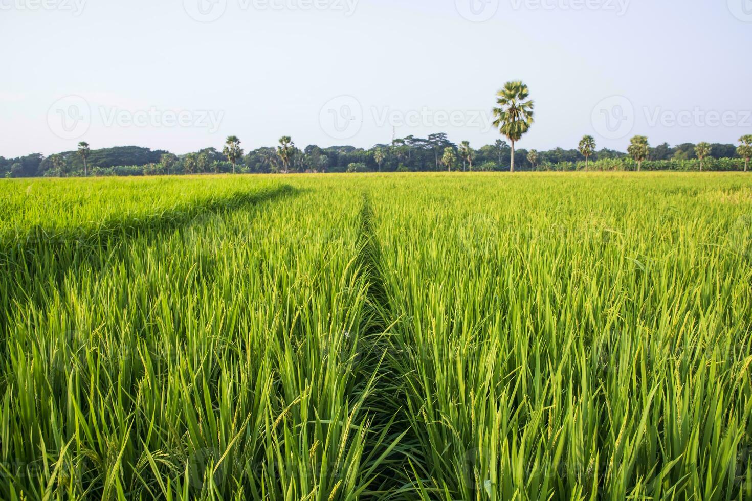 agriculture Landscape view of the grain  rice field in the countryside of Bangladesh photo