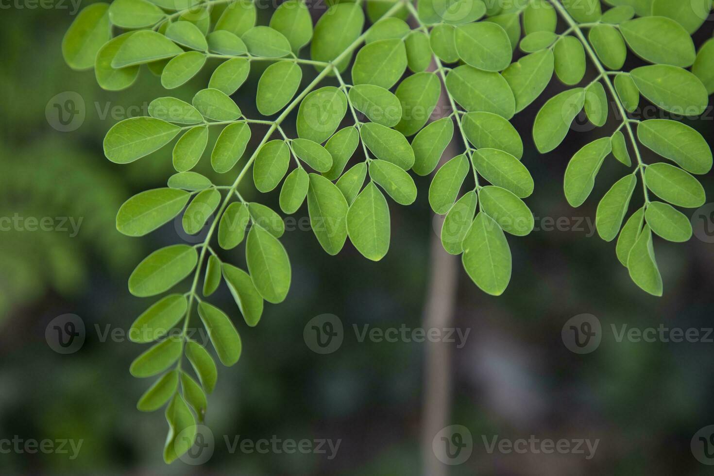 Drumstick tree, Herbal Green Moringa leaves tree background photo