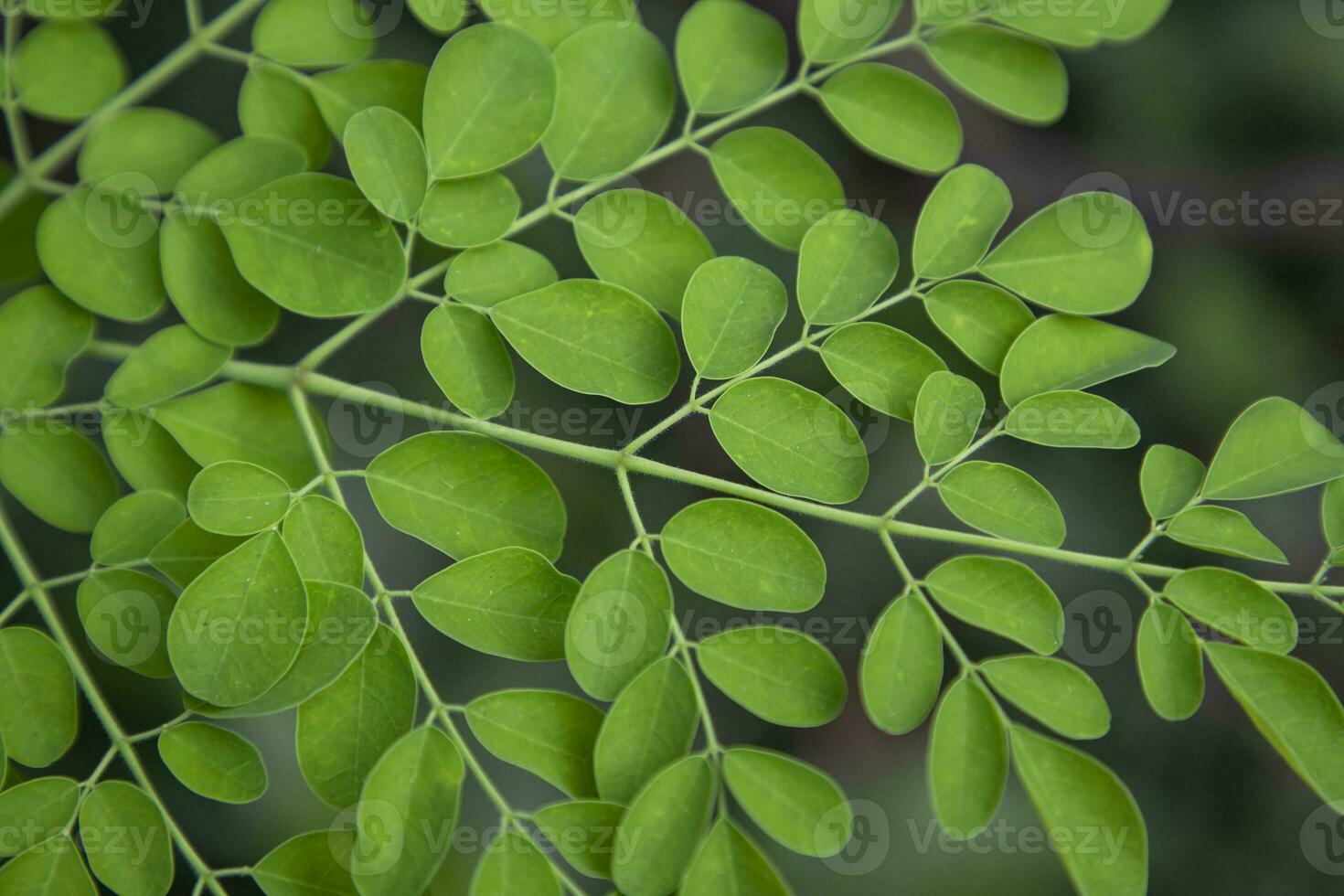 Drumstick tree, Herbal Green Moringa leaves tree background photo