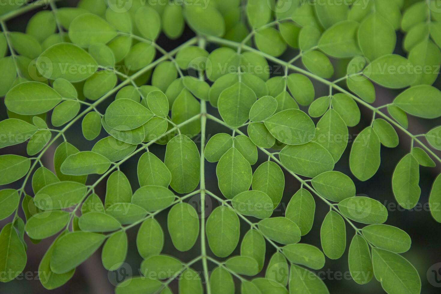 Drumstick tree, Herbal Green Moringa leaves tree background photo
