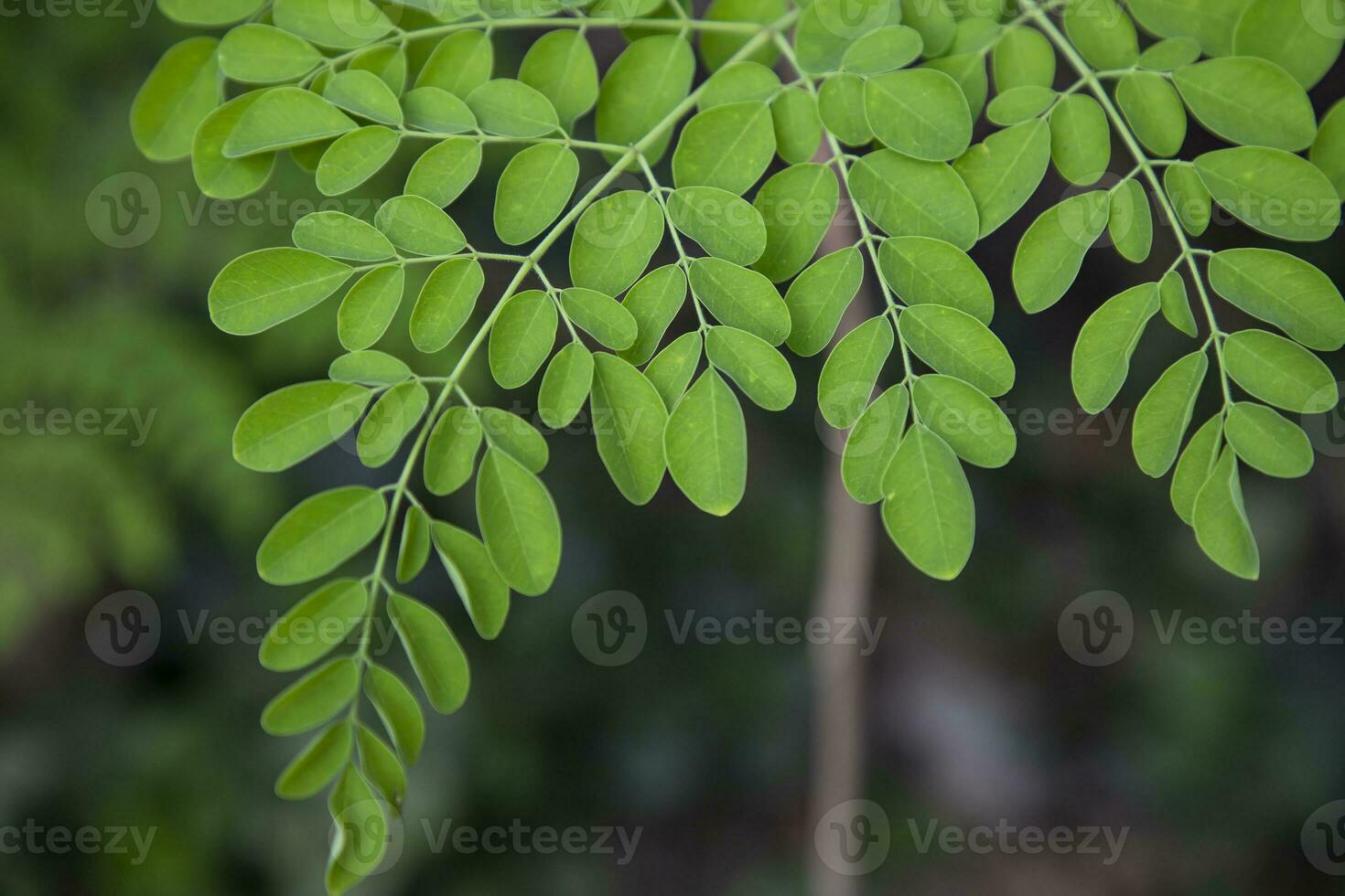 Drumstick tree, Herbal Green Moringa leaves tree background photo