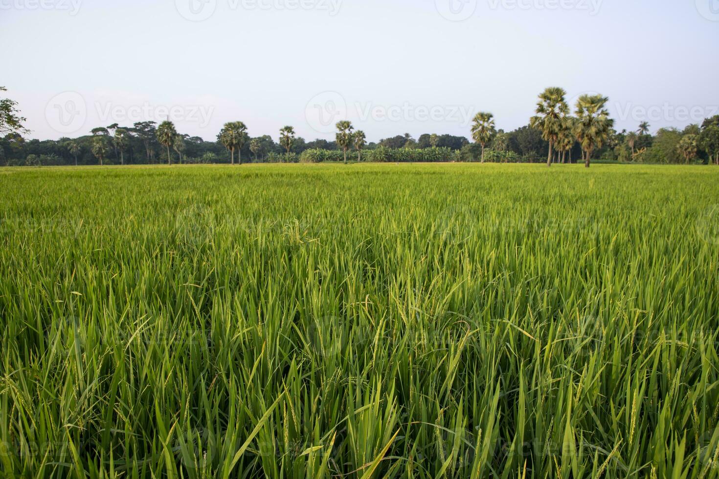 agriculture Landscape view of the grain  rice field in the countryside of Bangladesh photo