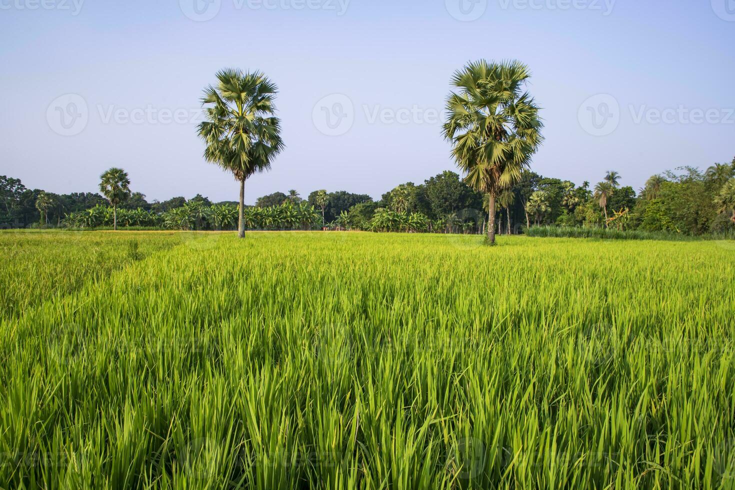 agriculture Landscape view of the grain  rice field in the countryside of Bangladesh photo