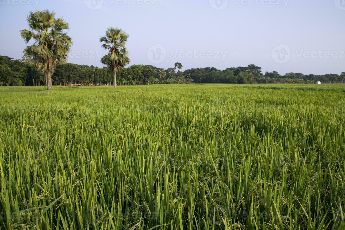 agriculture Landscape view of the grain  rice field in the countryside of Bangladesh photo
