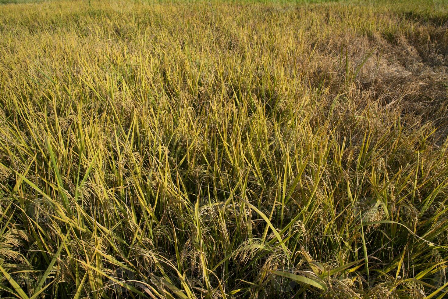 Top view grain rice field agriculture landscape photo