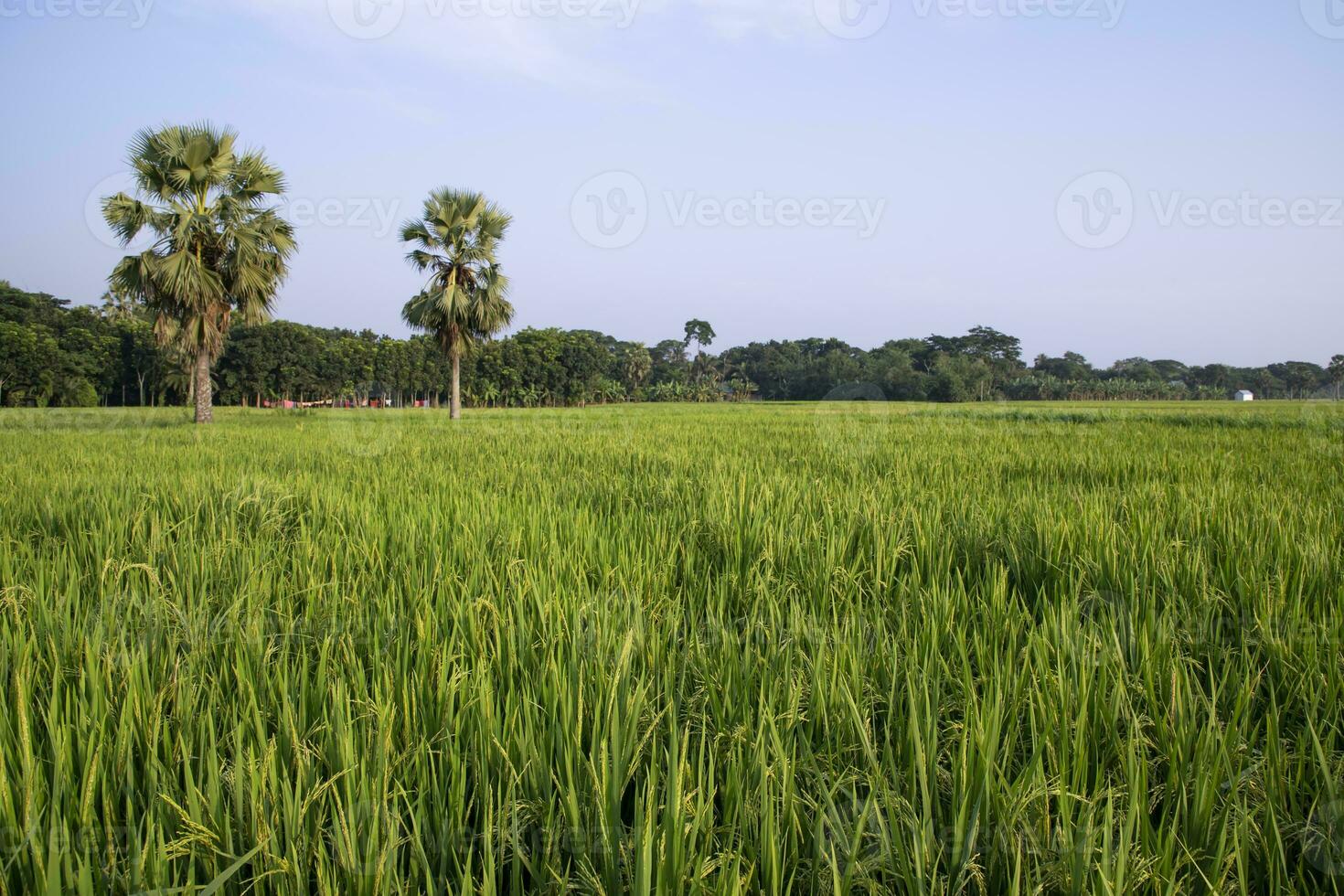 agriculture Landscape view of the grain  rice field in the countryside of Bangladesh photo