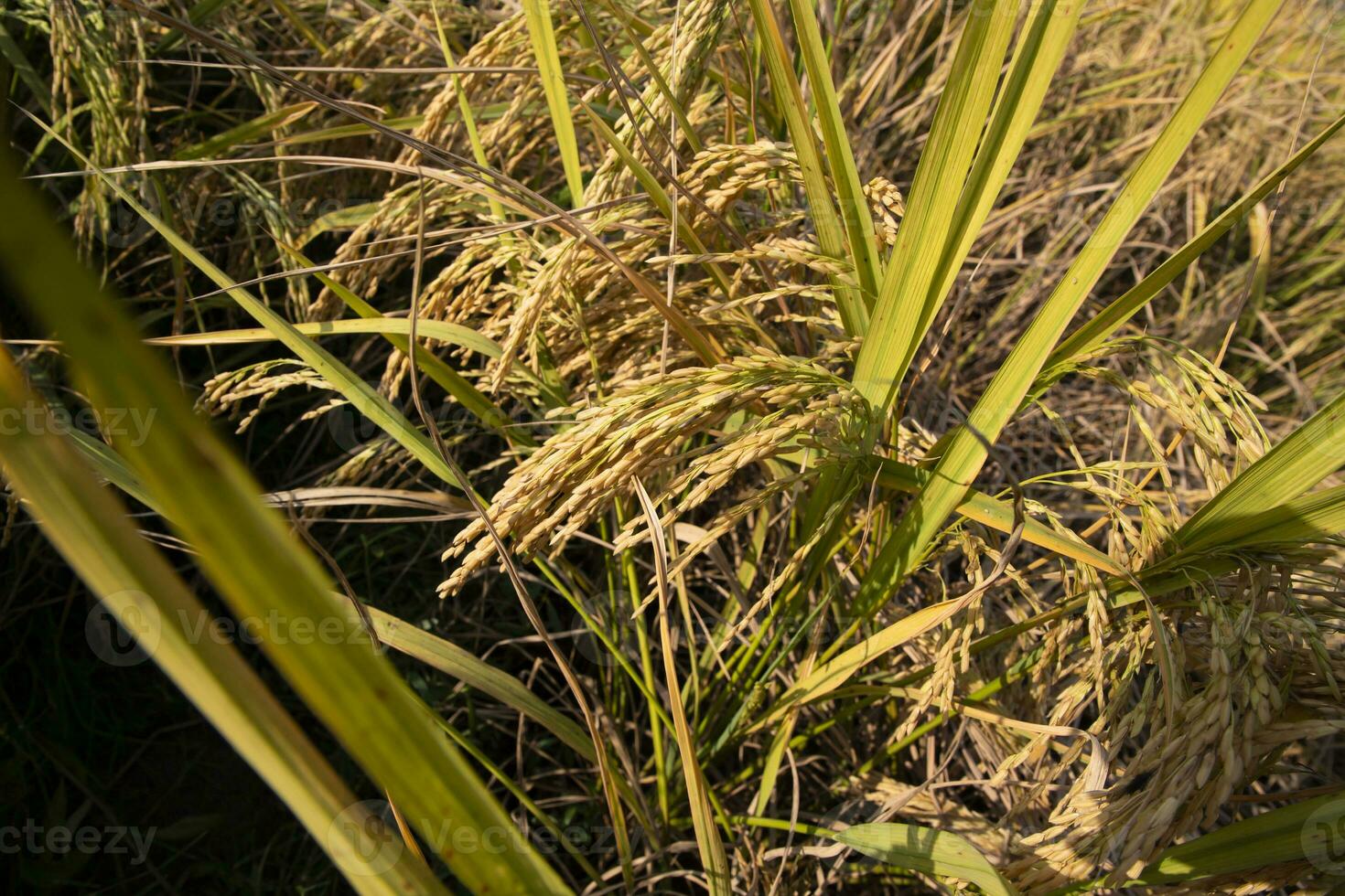 Grain rice spike agriculture field landscape view photo