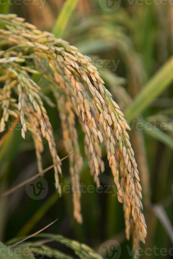 dorado grano arroz espiga cosecha de arroz campo. selectivo atención foto