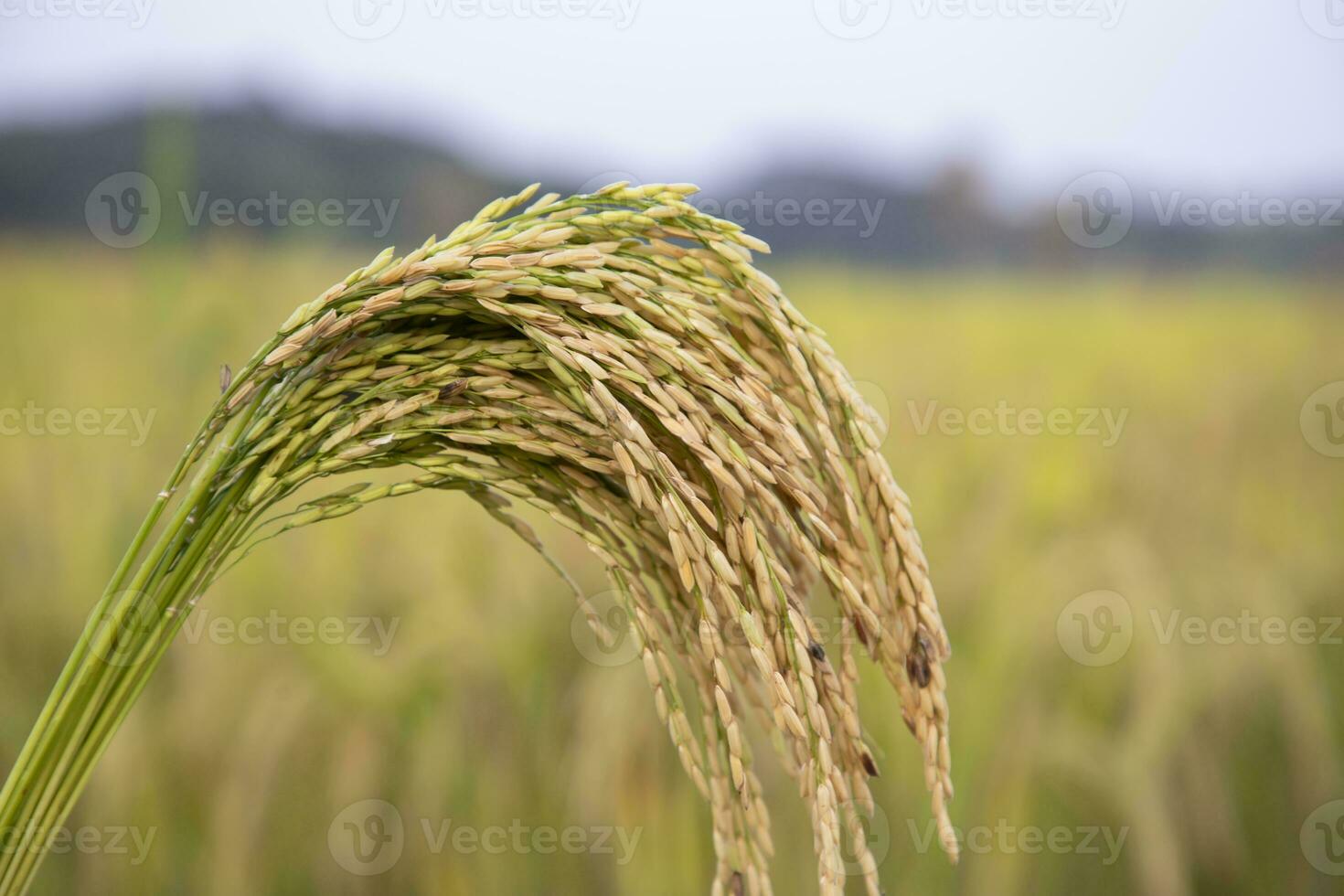 dorado grano arroz espiga cosecha con cetrino profundidad de campo. selectivo atención foto