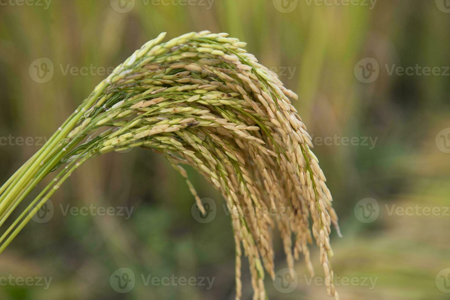 Golden grain rice spike harvest with Sallow Depth of field. Selective Focus photo