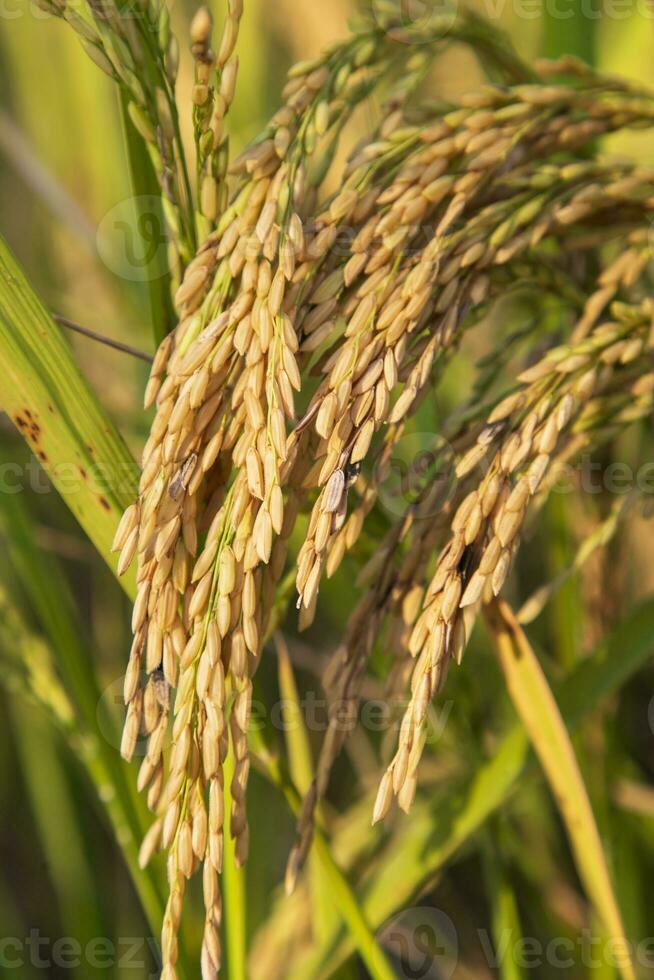 Golden grain rice spike harvest of Rice field. Selective Focus photo