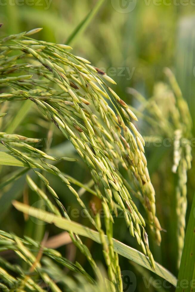 dorado grano arroz espiga cosecha de arroz campo. selectivo atención foto