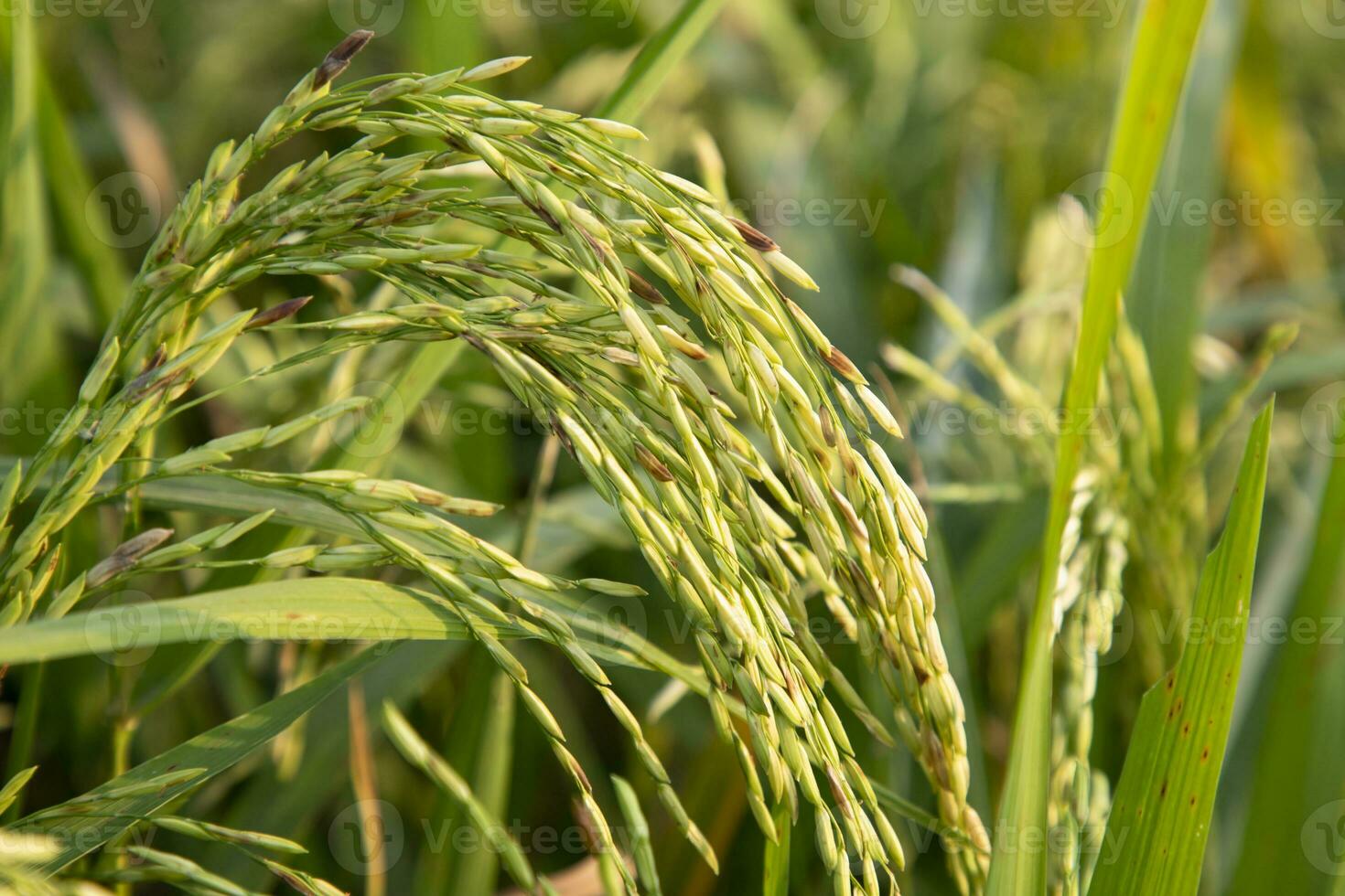 Golden grain rice spike harvest of Rice field. Selective Focus photo