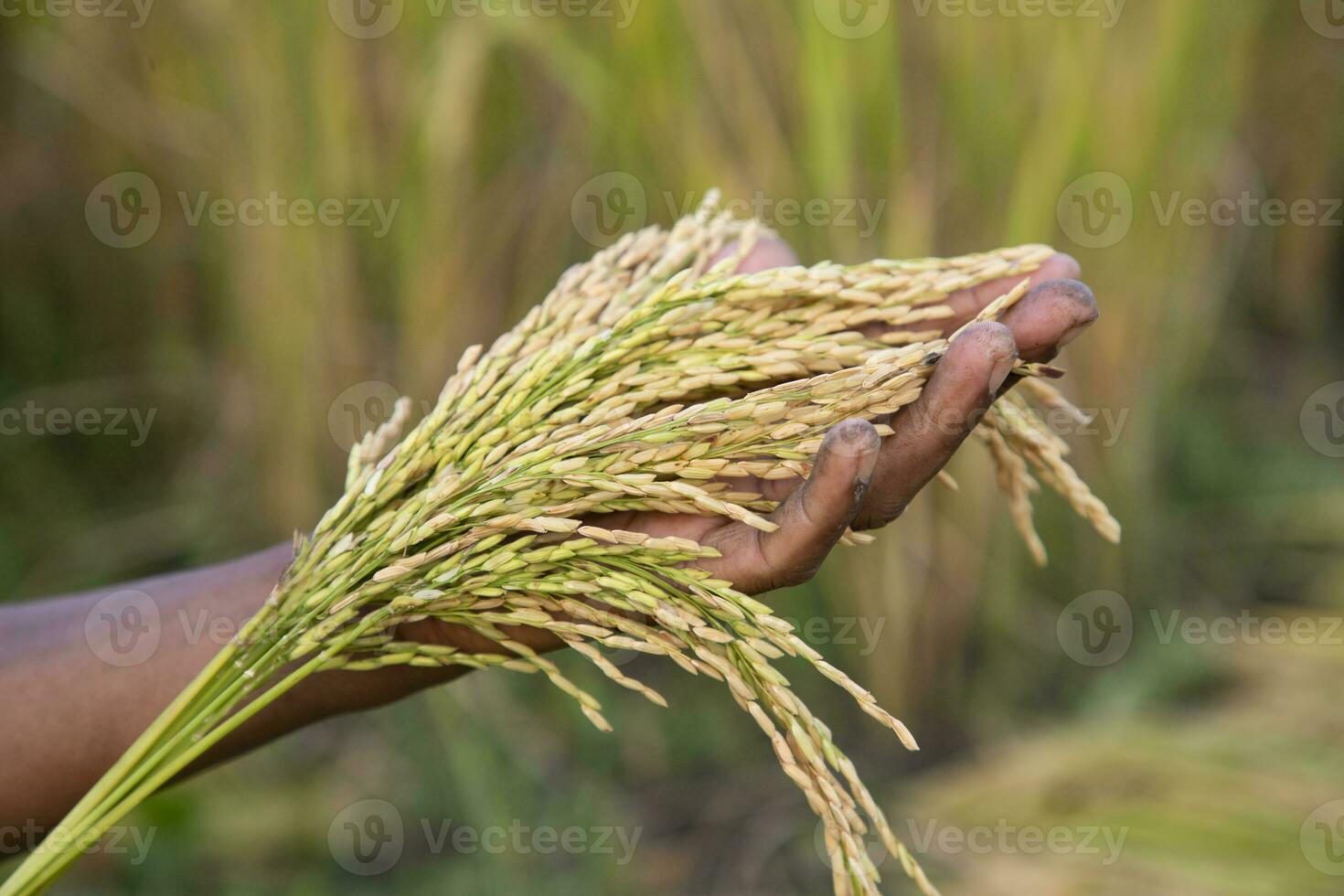 Farmer Hand-holding golden grain rice spike agriculture concepts photo