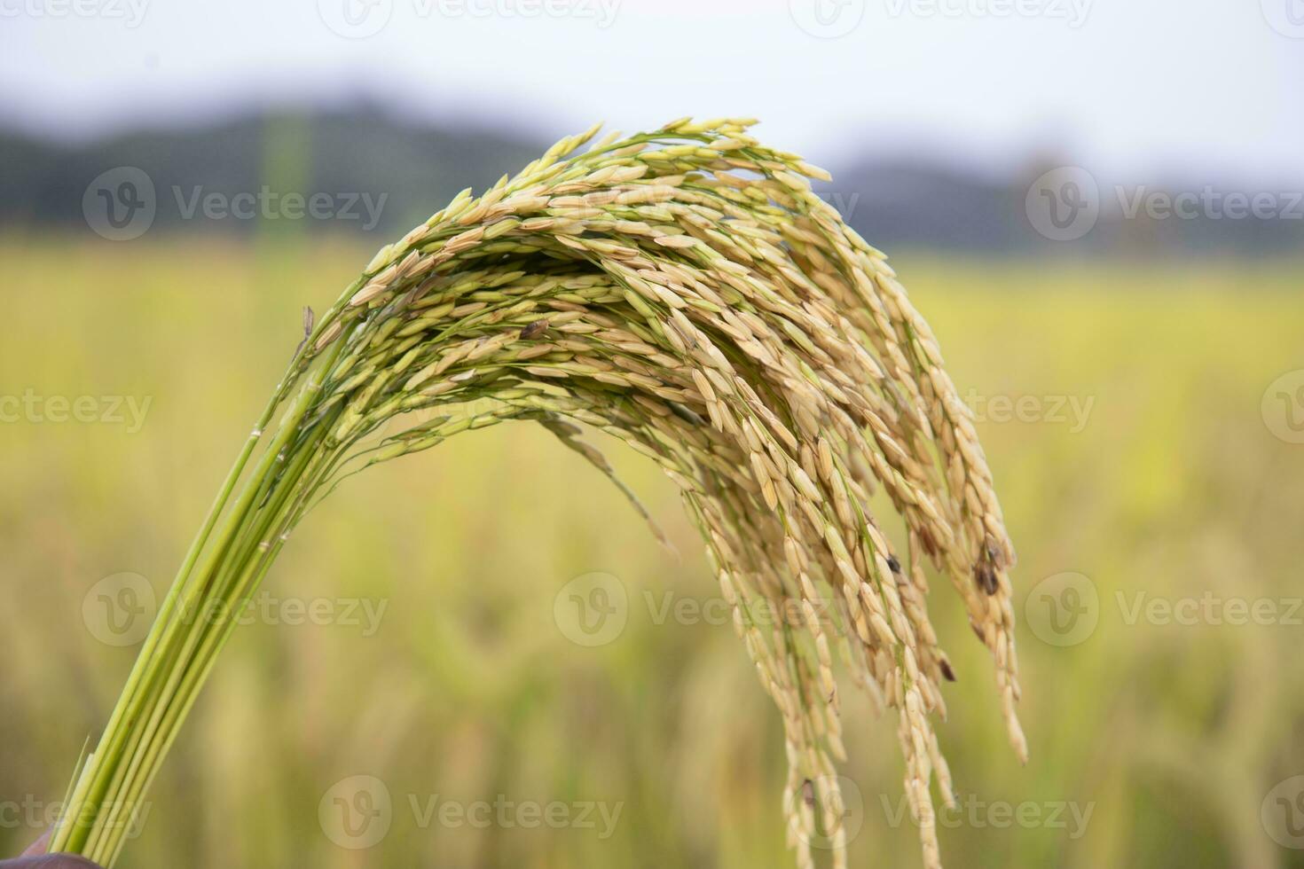 Golden grain rice spike harvest with Sallow Depth of field. Selective Focus photo