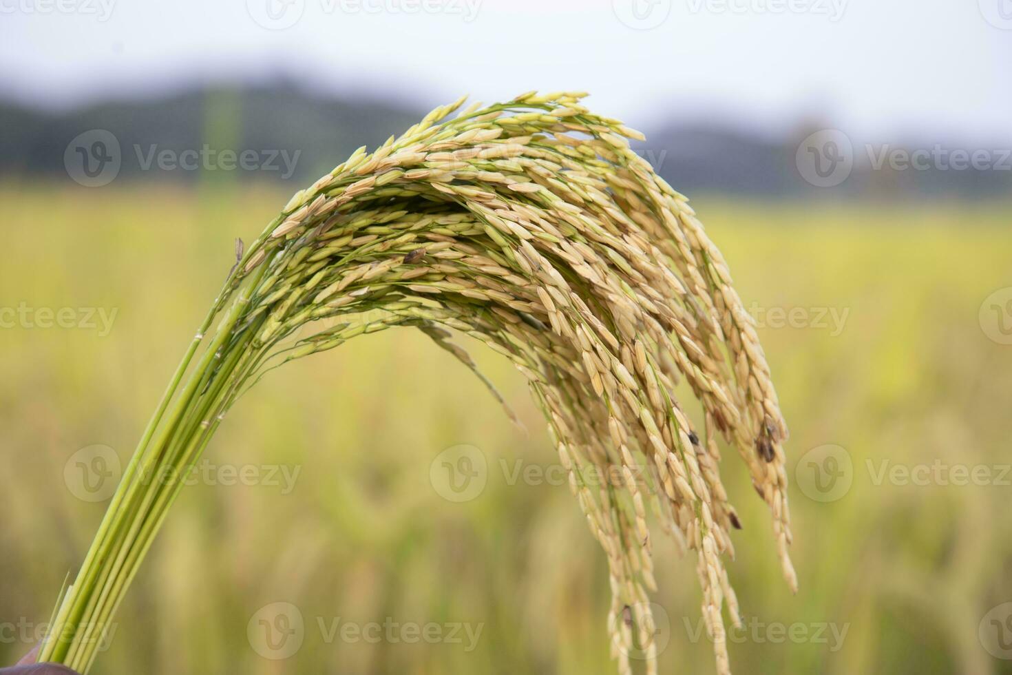 dorado grano arroz espiga cosecha con cetrino profundidad de campo. selectivo atención foto