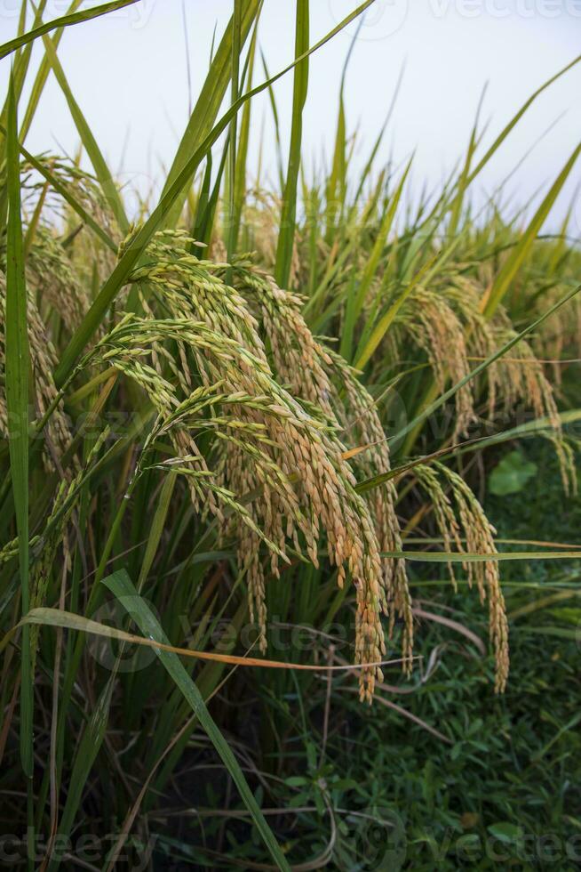 dorado grano arroz espiga cosecha de arroz campo. selectivo atención foto