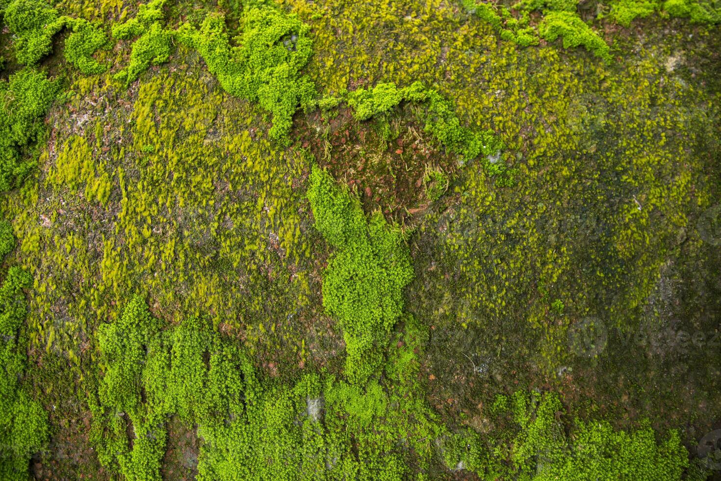 Fungi Green Moss old concrete wall abstract Texture background wallpaper. Rusty, Grungy, Gritty Vintage Background photo