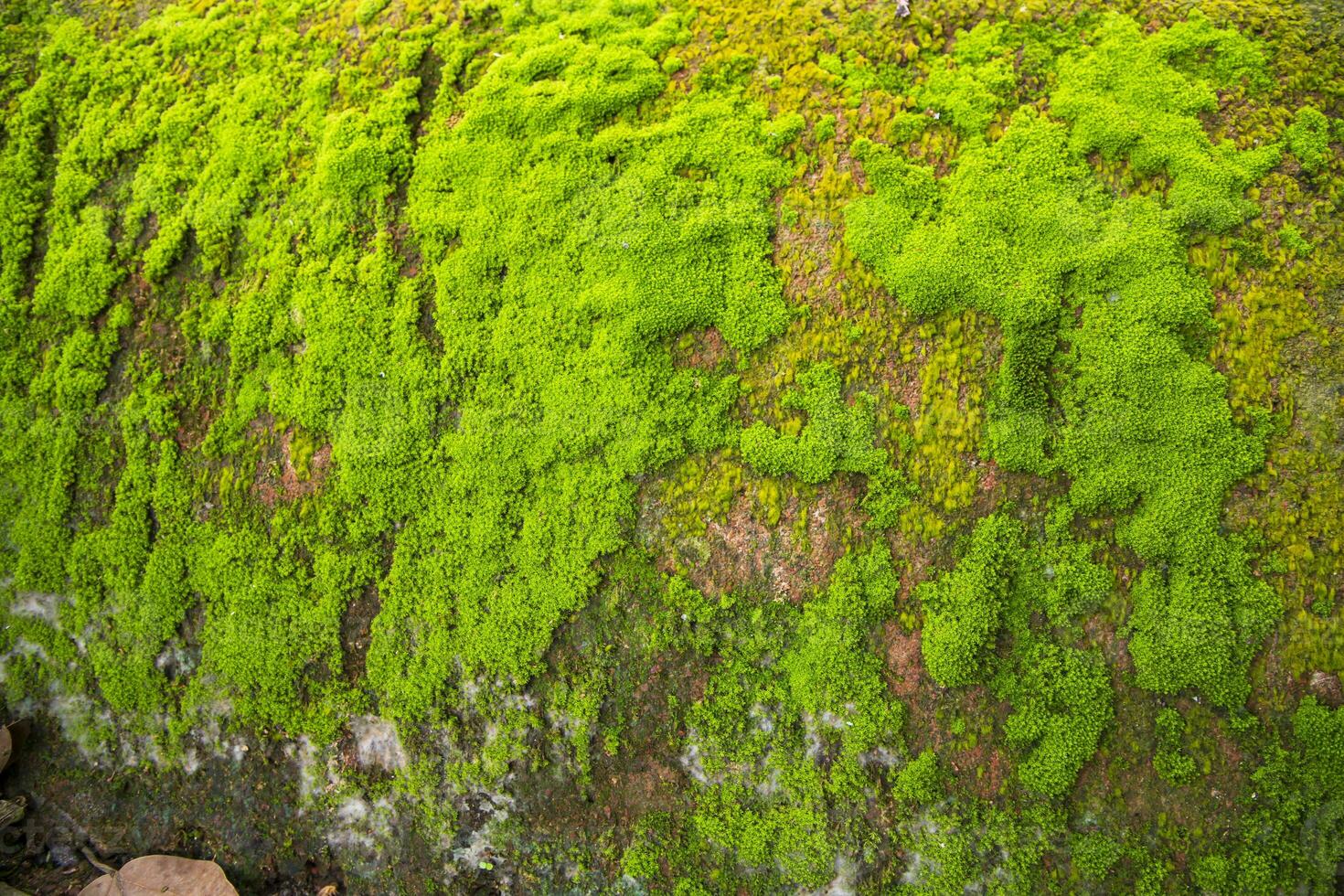 hongos verde musgo antiguo hormigón pared resumen textura antecedentes fondo de pantalla. oxidado, sucio, arenoso Clásico antecedentes foto