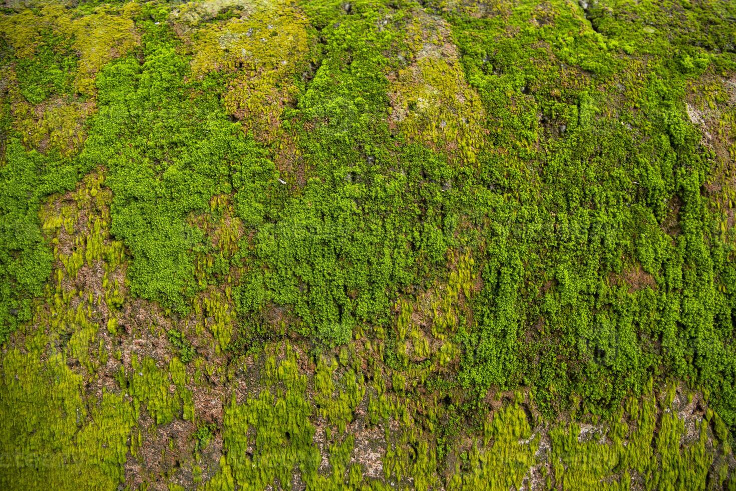 Fungi Green Moss old concrete wall abstract Texture background wallpaper. Rusty, Grungy, Gritty Vintage Background photo