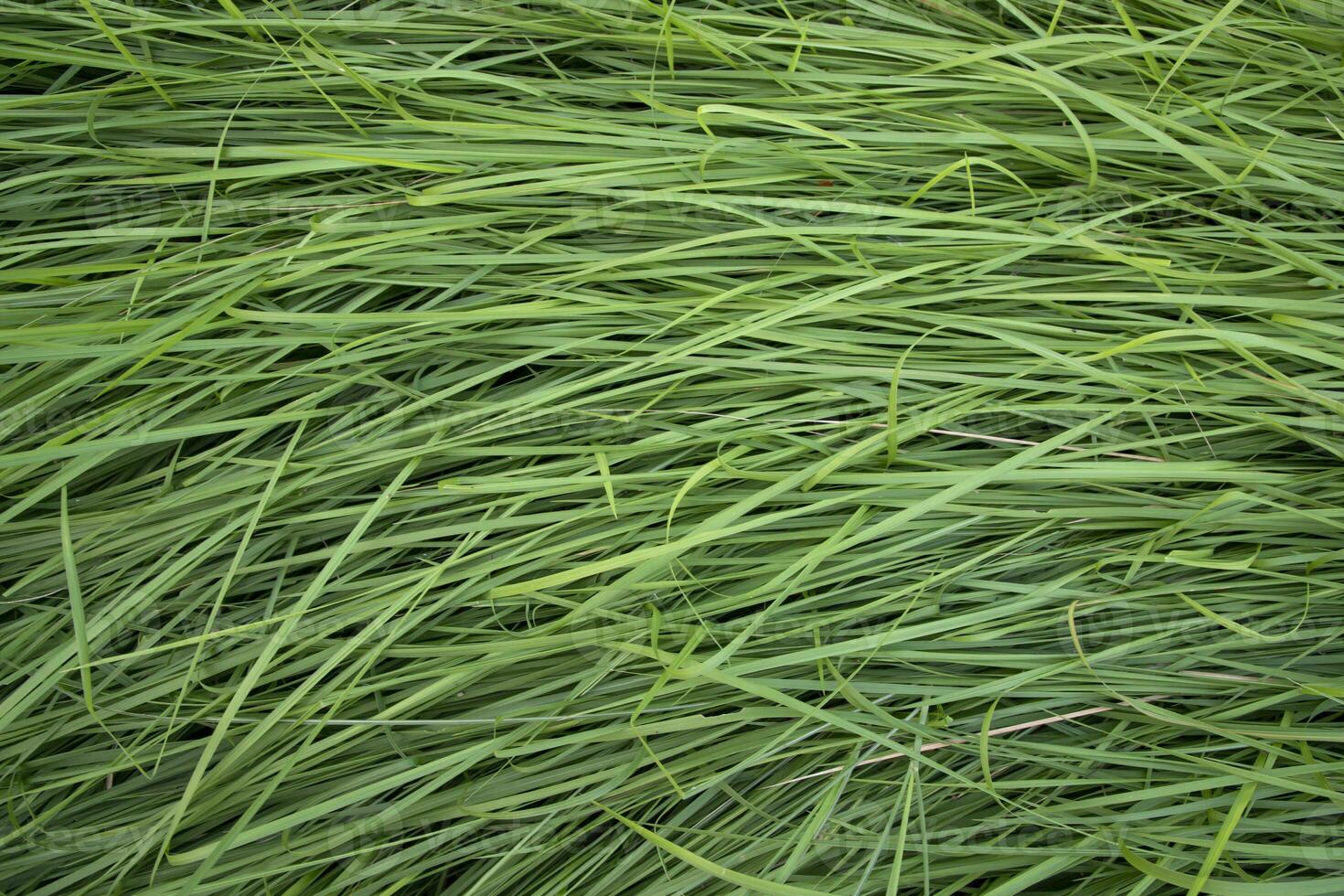 Green long grass pattern texture can be used as a natural background wallpaper photo