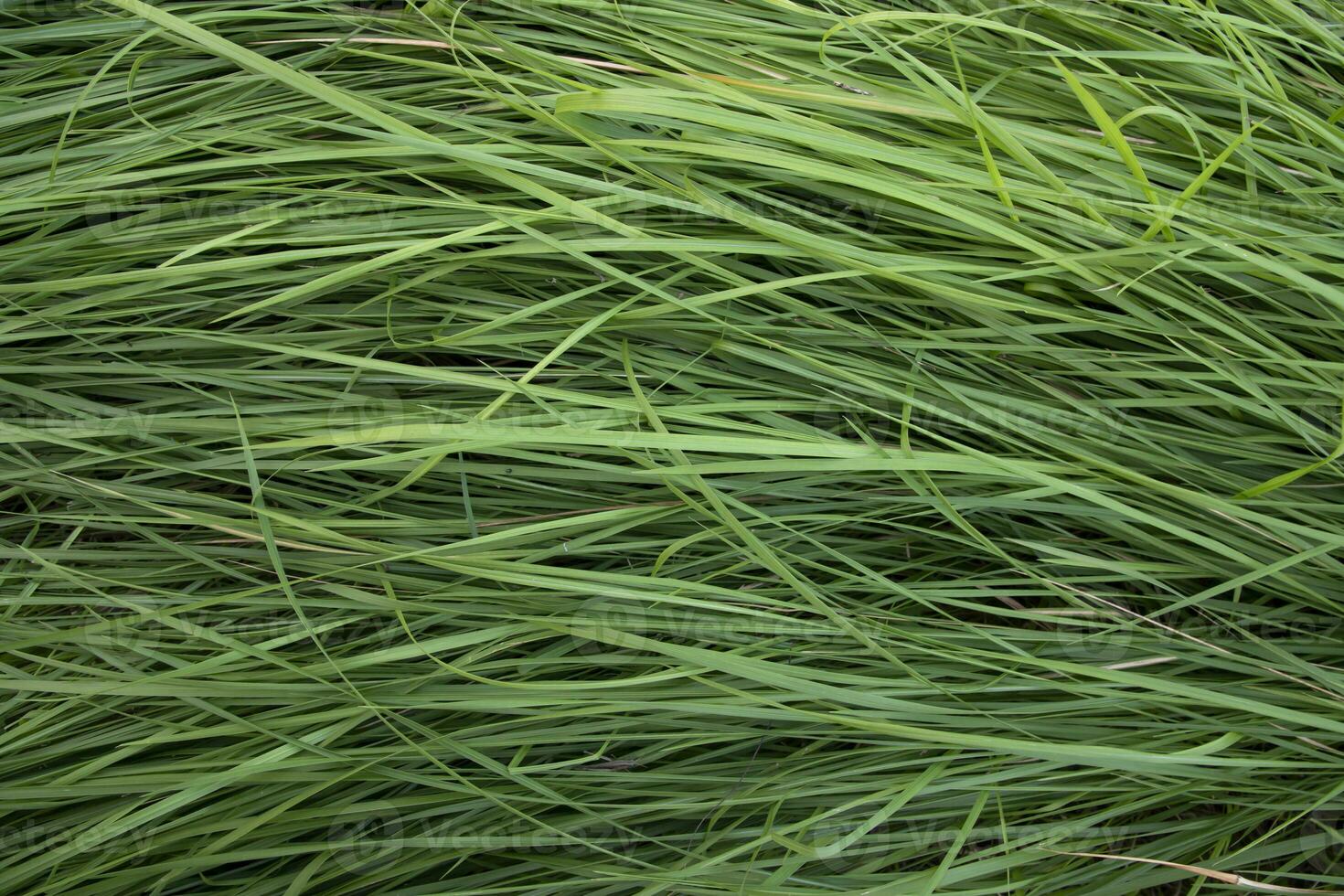 Green long grass pattern texture can be used as a natural background wallpaper photo
