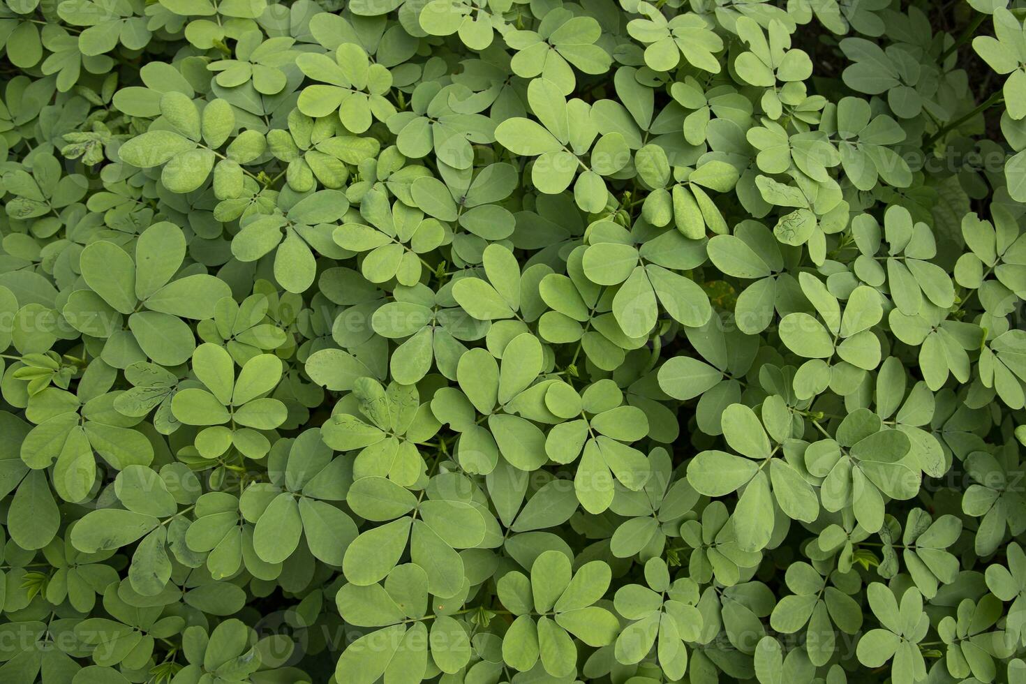 Top View of Green Leaves  Texture background photo