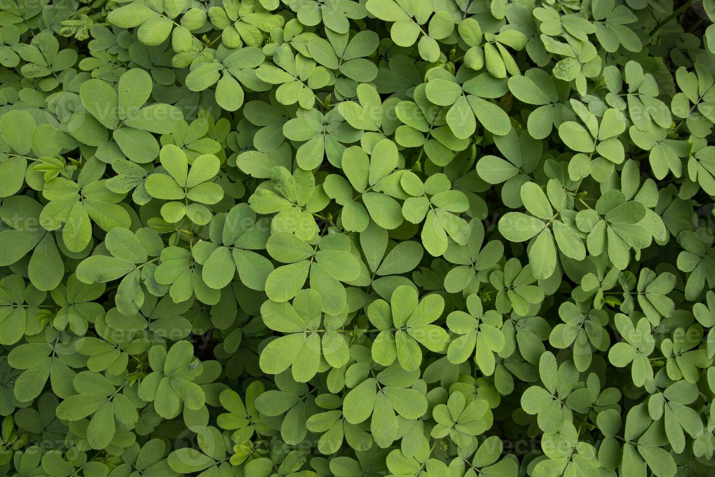 Top View of Green Leaves  Texture background photo