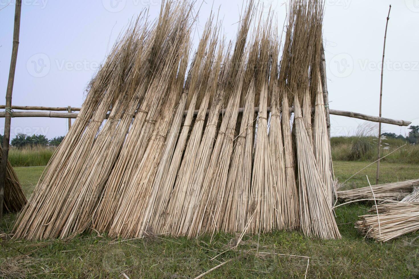 muchos yute palos son apilado para Dom el secado a sadarpur, faridpur, bangladesh uno y solamente yute cultivo es en faridpur, Bangladesh foto