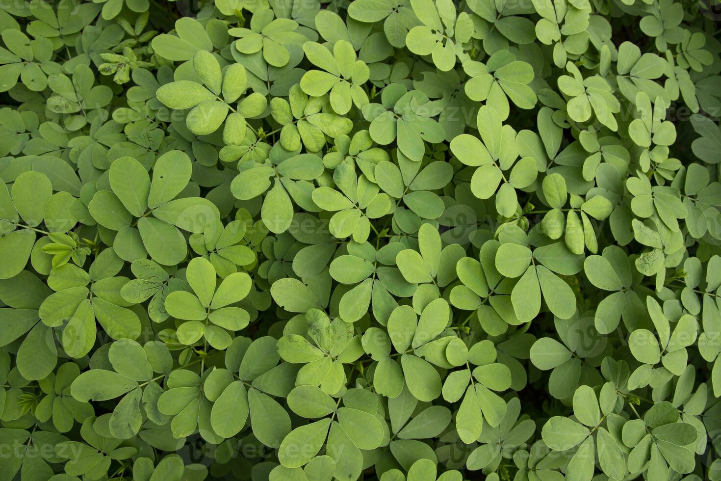 Top View of Green Leaves  Texture background photo