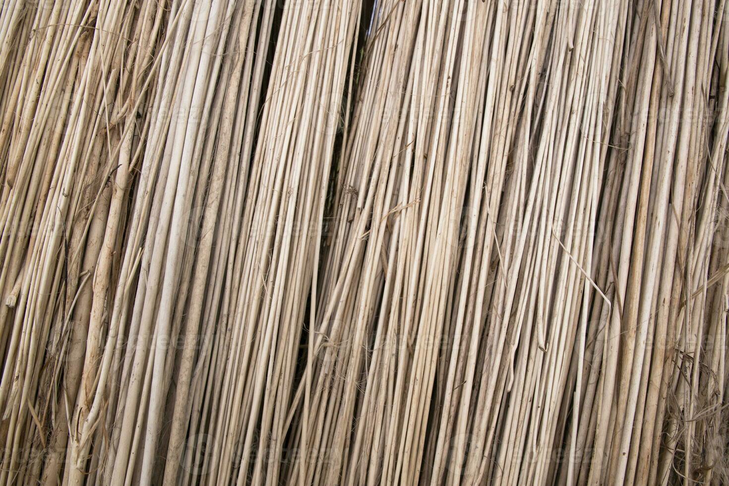 Rows and Rows of brown Jute Sticks Texture background of a field photo