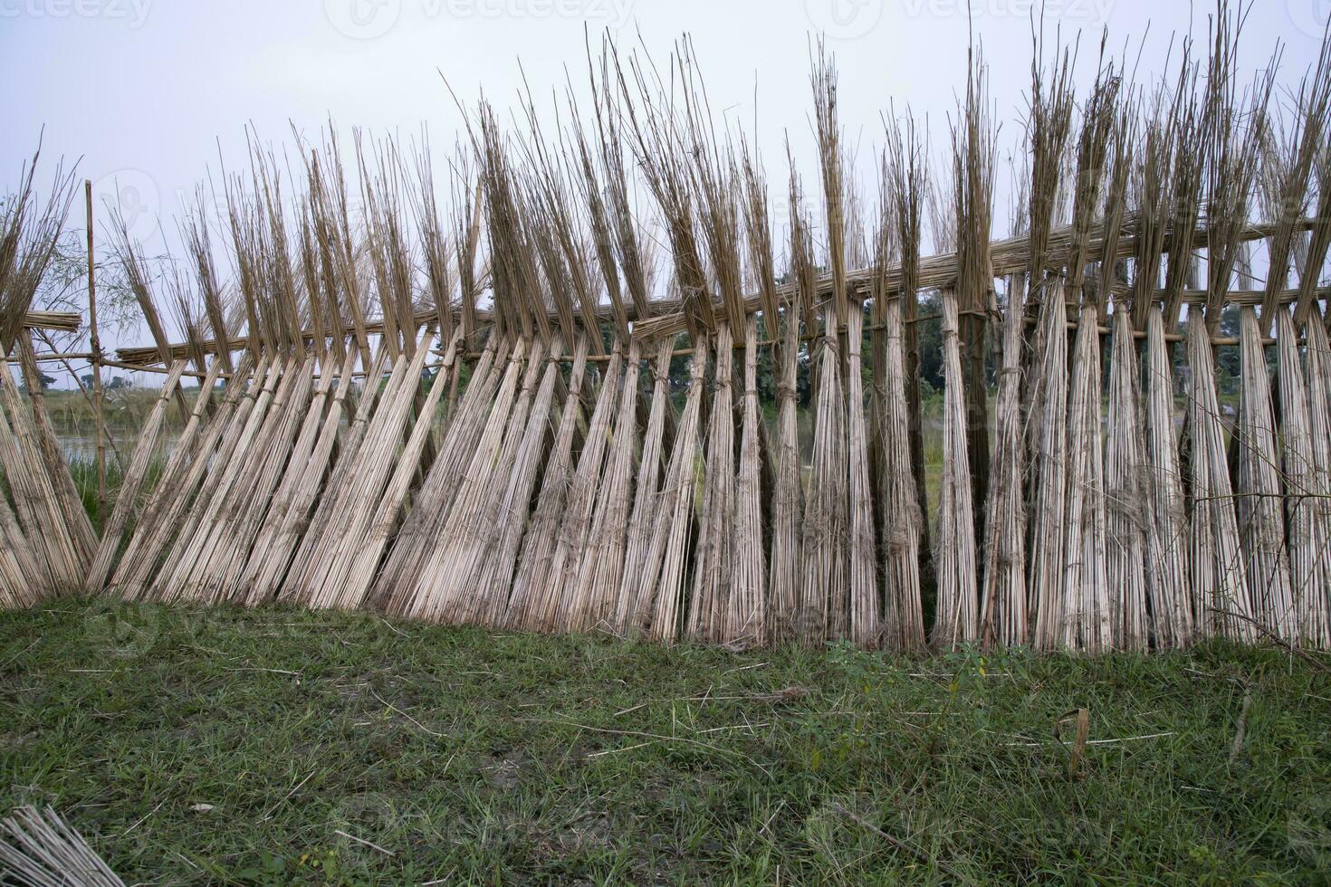 Many Jute sticks are stacked for sun drying at Sadarpur, Faridpur, Bangladesh. One and only Jute cultivation is in Faridpur, Bangladesh photo