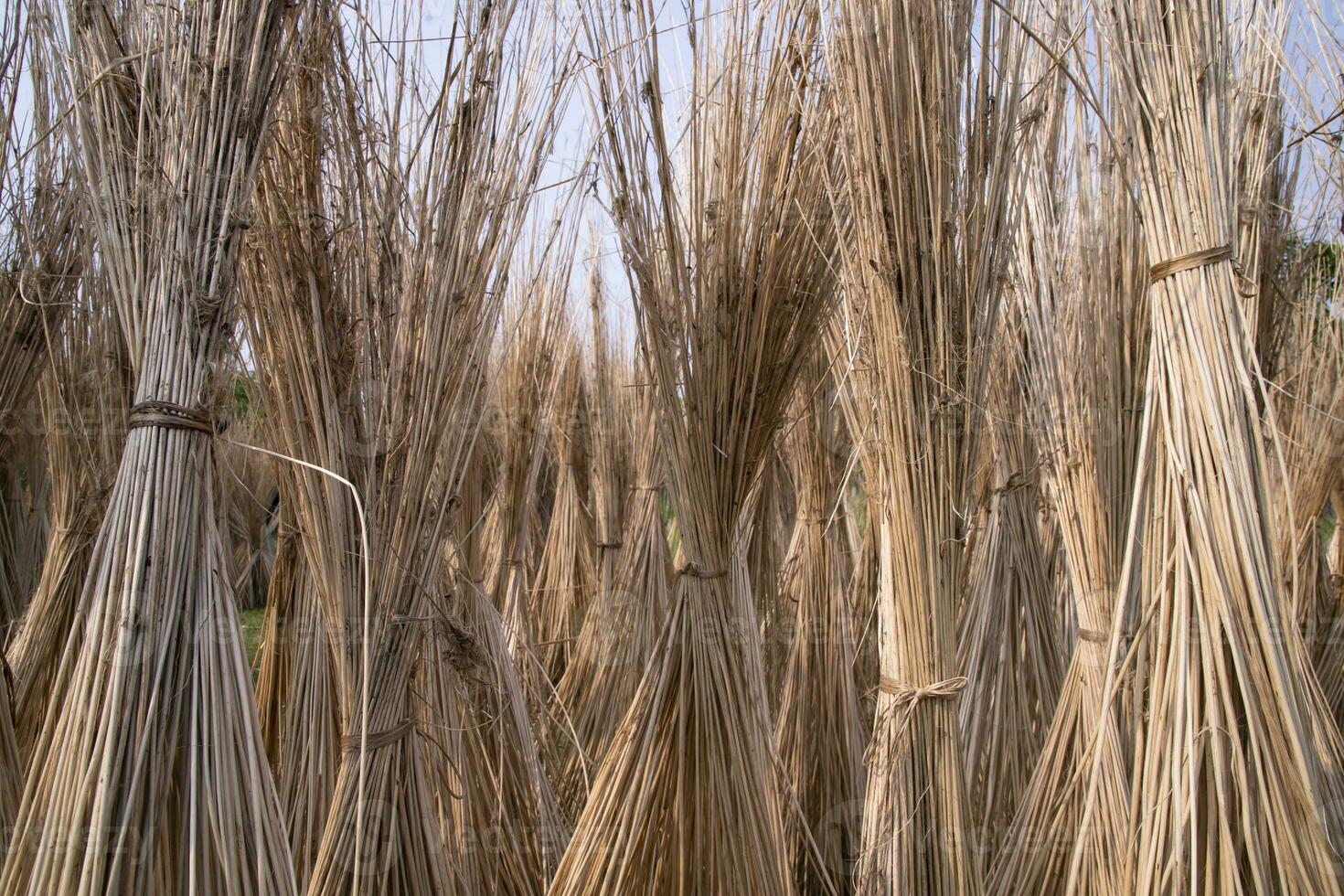 Many Jute sticks are stacked for sun drying at Sadarpur, Faridpur, Bangladesh. One and only Jute cultivation is in Faridpur, Bangladesh photo