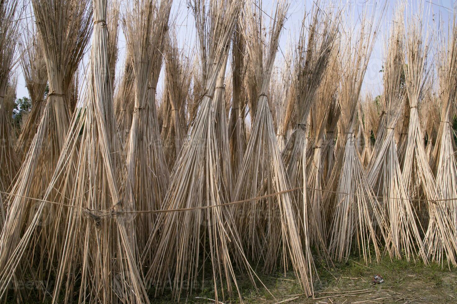 Many Jute sticks are stacked for sun drying at Sadarpur, Faridpur, Bangladesh. One and only Jute cultivation is in Faridpur, Bangladesh photo