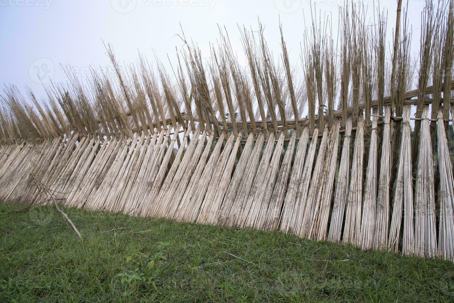 Many Jute sticks are stacked for sun drying at Sadarpur, Faridpur, Bangladesh. One and only Jute cultivation is in Faridpur, Bangladesh photo